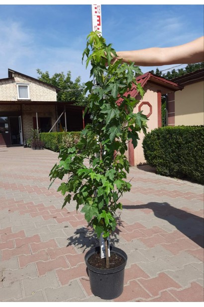 Ліквідамбар смолоносний - 5л/вис.100-110см/Ø30-40см